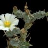 Tephrocactus_articulatus